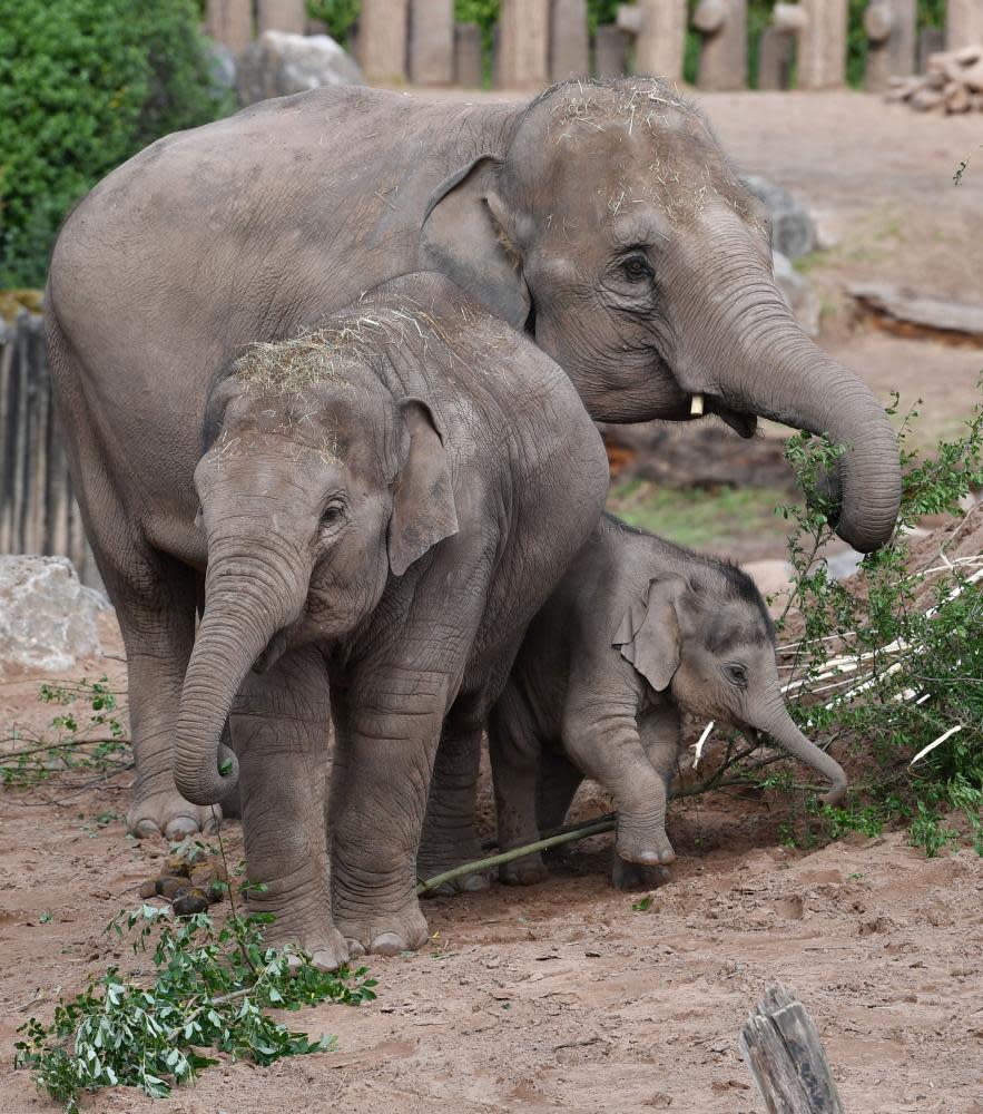 Elephants feeding in their enclosure at Chester zoo this week.