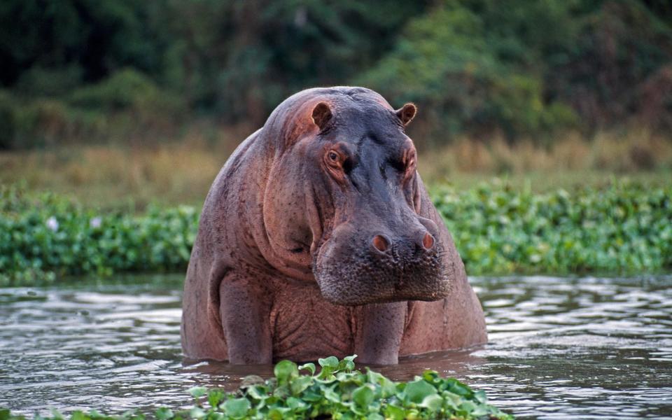 hippos safari zambia - Getty