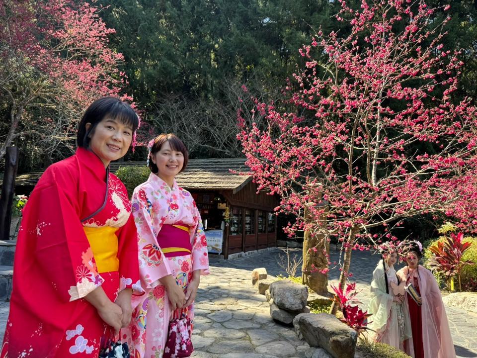 九族櫻花祭今起展開。九族文化村提供