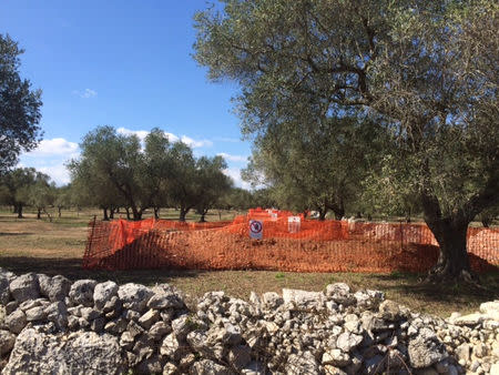 A site for the construction of a pipeline is seen in a grove of century-old olive trees in the southern Italian village of Melendugno, near Lecce, September 23, 2016. Picture taken September 23, 2016. To match Insight ITALY-ENERGY/TREES REUTERS/Giancarlo Navach