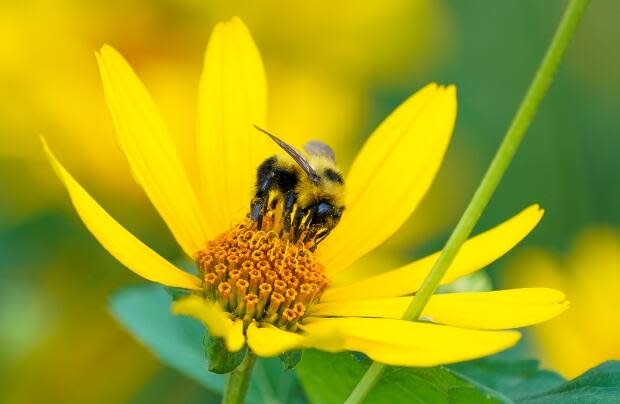 A bee collects pollen on a flower on the grounds of the Canadian Museum of Nature in Ottawa this week. (Sean Kilpatrick/Canadian Press - image credit)