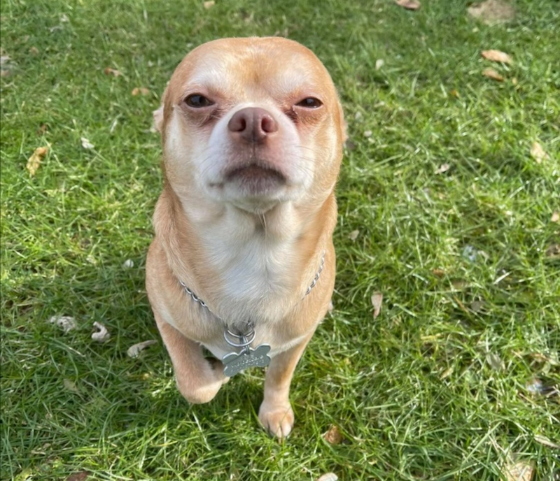 Prancer the chihuahua has gone viral on social media after its rescuer put up a hilarious adoption post. — Photo via Facebook/ Tyfanee Fortuna