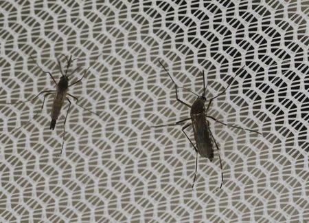 Aedes aegypti mosquitoes are seen inside the International Atomic Energy Agency's (IAEA) insect pest control laboratory in Seibersdorf, Austria, February 10, 2016. REUTERS/Leonhard Foeger