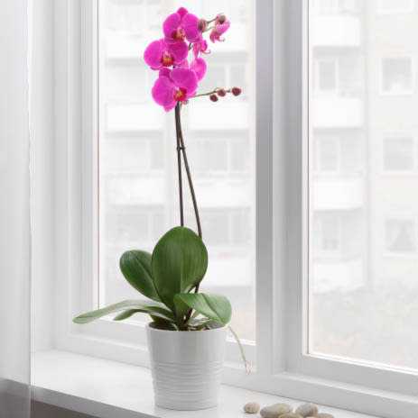 Ikea: Potted Orchid, assorted colours. $20.