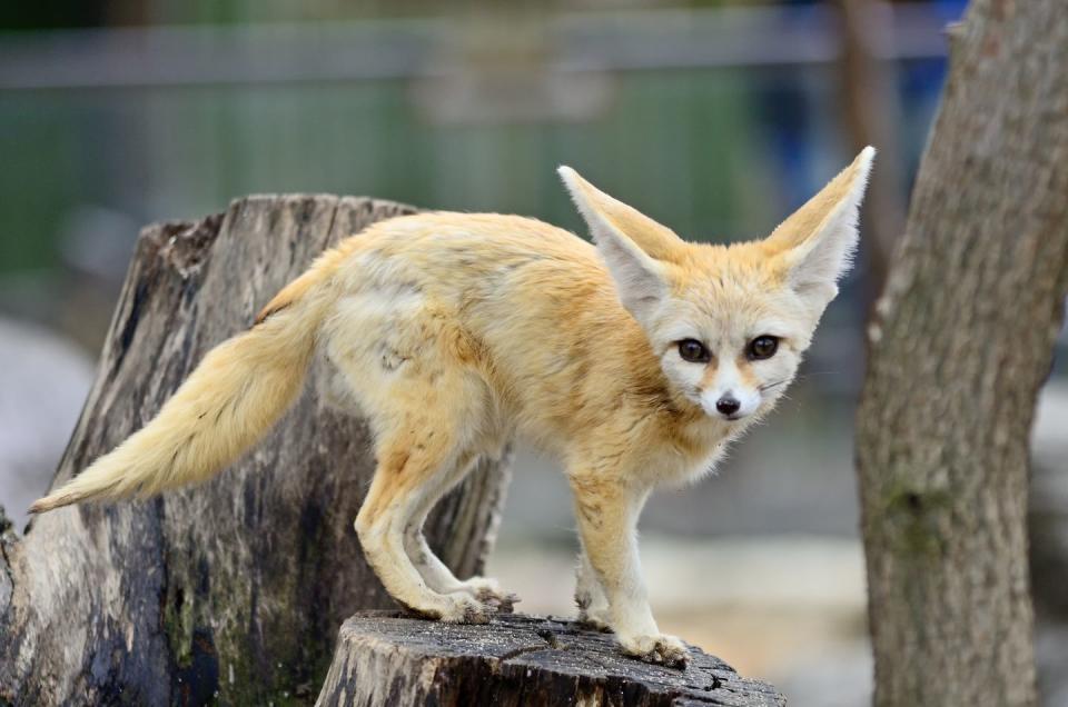 <p>By far the largest animal on this list, but the smallest fox around. Per National Geographic <a href="https://www.nationalgeographic.com/animals/mammals/f/fennec-fox/" rel="nofollow noopener" target="_blank" data-ylk="slk:their ears can grow to about 6 inches;elm:context_link;itc:0;sec:content-canvas" class="link ">their ears can grow to about 6 inches</a>, but these dainty mammals still only weigh between 2.2 to 3.3 lbs. </p>