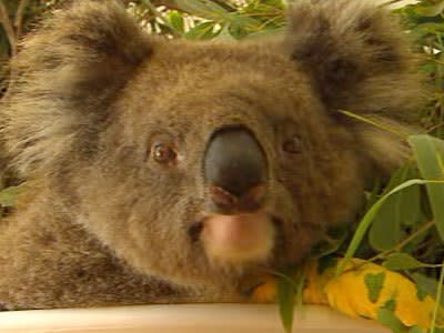 <p>One of the koalas that survived the bushfires near Port Lincoln.</p>