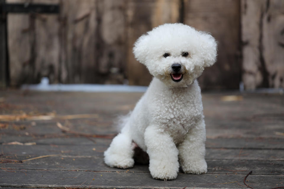 Bichon Frise 