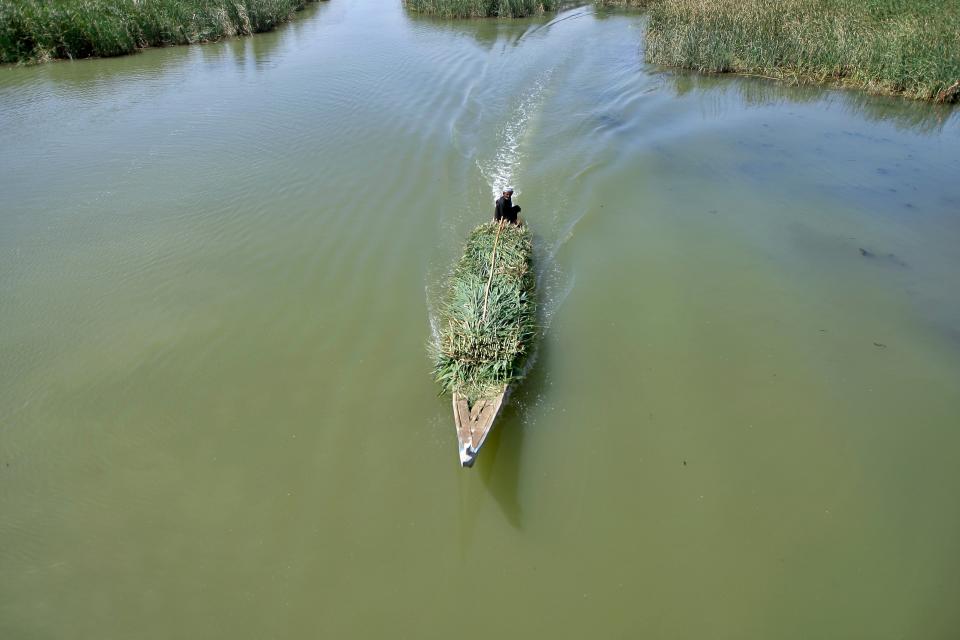 A marsh Arab man collects reeds in the wetlands which are typically sold or used locally in Chibayish, Iraq, Saturday, May, 1, 2021. Deep within Iraq's celebrated marsh lands, conservationists are sounding alarm bells and issuing a stark warning: Without quick action, the UNESCO protected site could all but wither away. (AP Photo/Anmar Khalil)