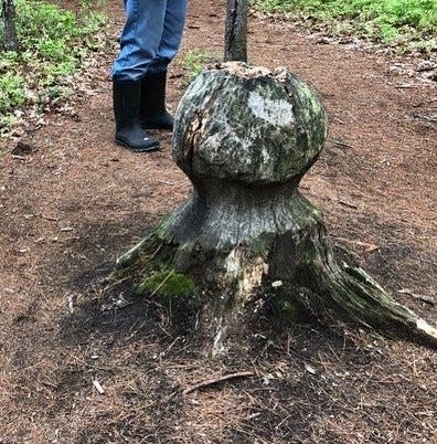 The "bowling ball" tree chiseled by beavers at the Keay Preserve in Berwick, Maine.