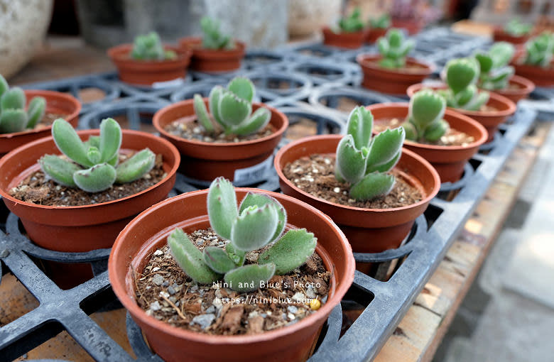 彰化芬園｜埔茂花市