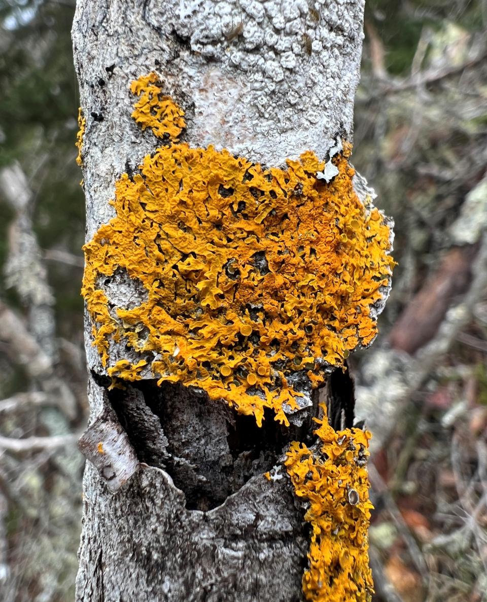 Sunburst lichen, seen on a tree, is common along the coast in New England.