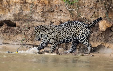 The jaguar attacks the yellow anaconda - Credit: Chris Brunskill Ltd/ Getty