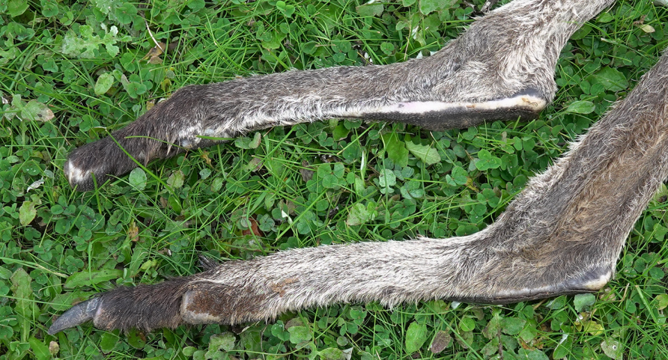 Close up of a dead joey's feet.