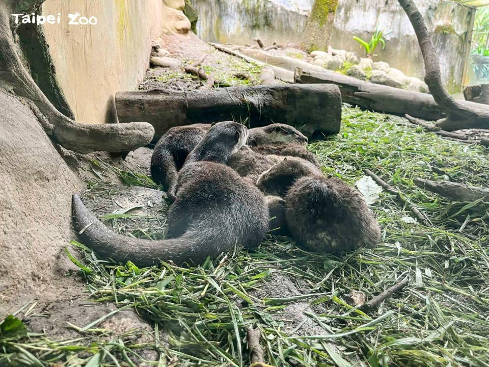 小爪水獺「史達奇」一家本週正式與遊客見面。台北市立動物園提供