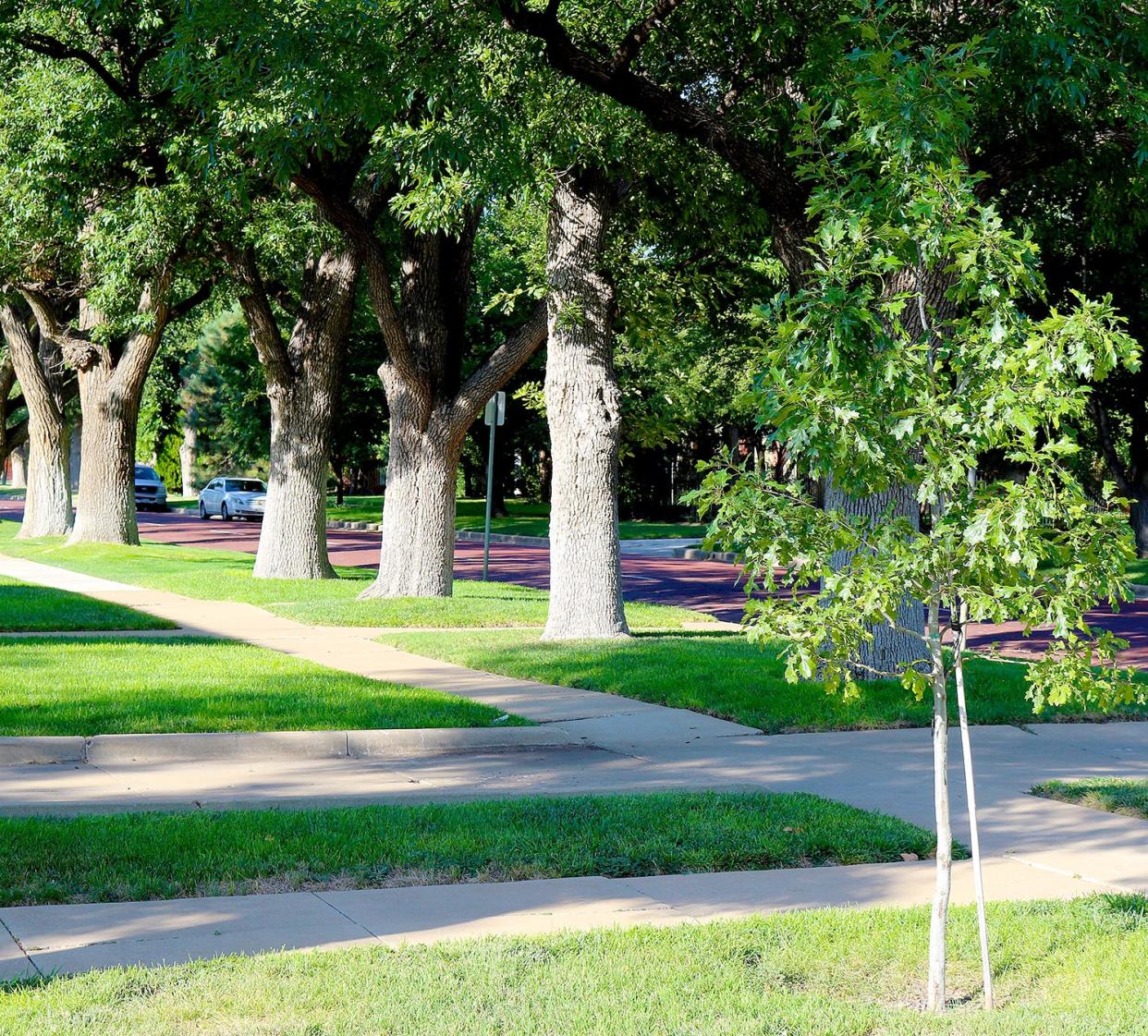 An established Amarillo neighborhood has mature trees growing with a young tree in the foreground.