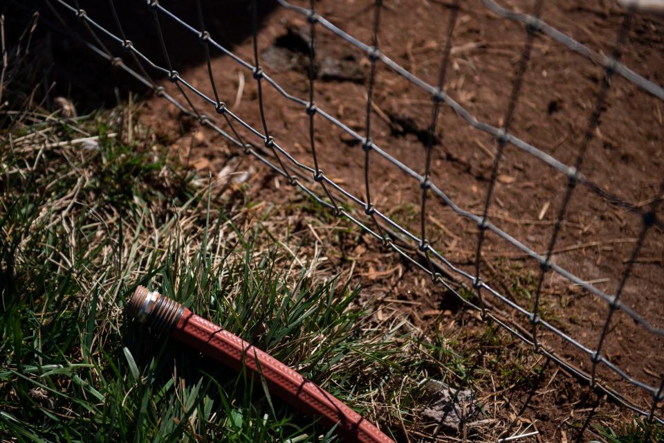 A hose is seen laying in the grass on Whispering Pines Farm, in Seneca, S.C., on Thursday, Feb. 15, 2024. Drought in South Carolina has stunted the growth of grass on the farm forcing owner, Debbie Webster, to supplement her livestock's diet with hay.