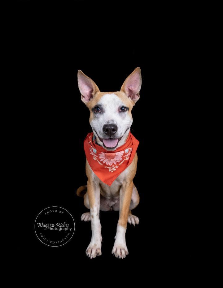 Lola is a 9-month-old Whippet/terrier mix who weighs in around 35 pounds but still has some growing to do.