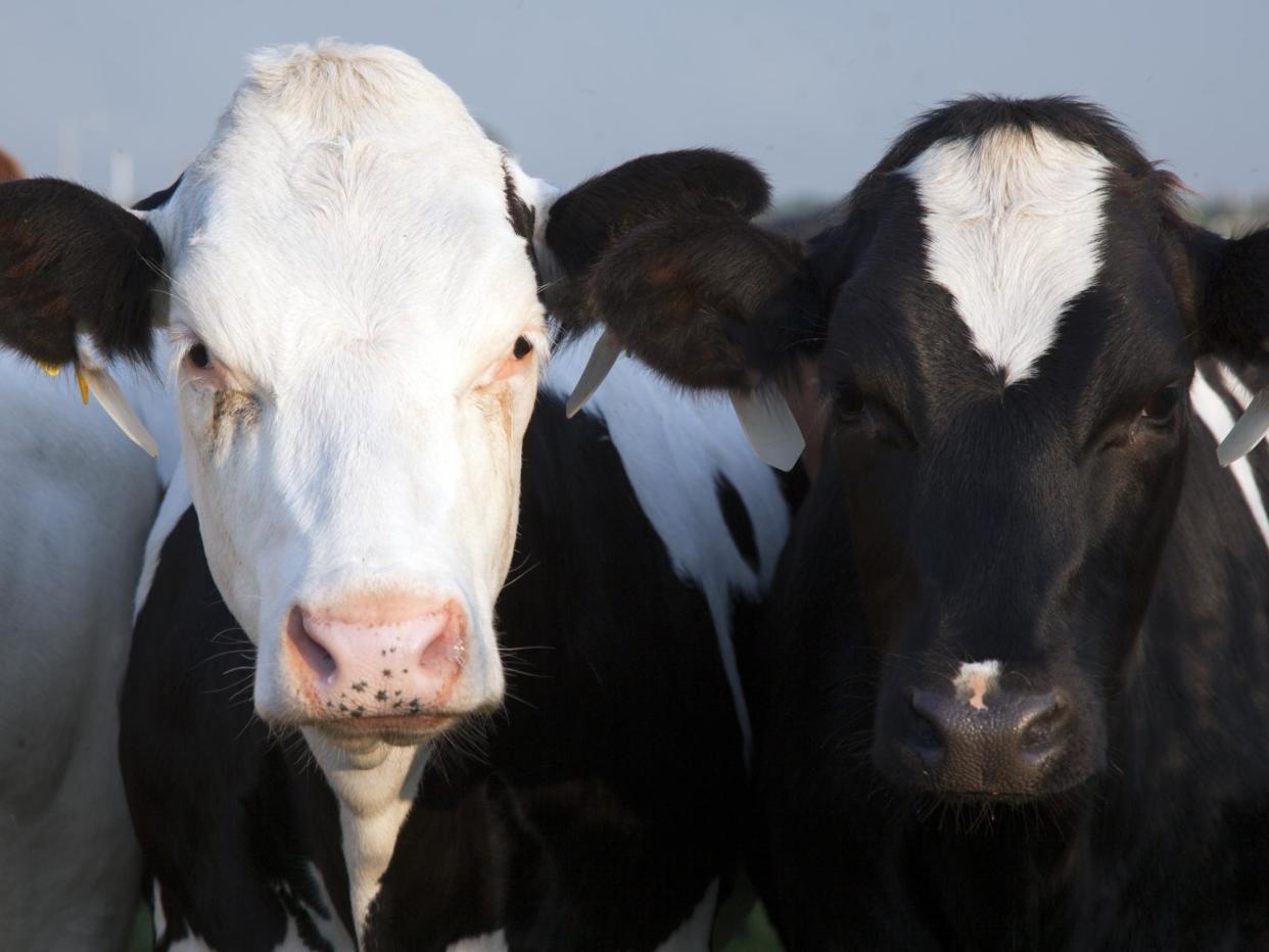 Australia exports beef, buffalo, sheep, goat meat, cheese, sugar and rice to the EU: Getty Images/iStockphoto