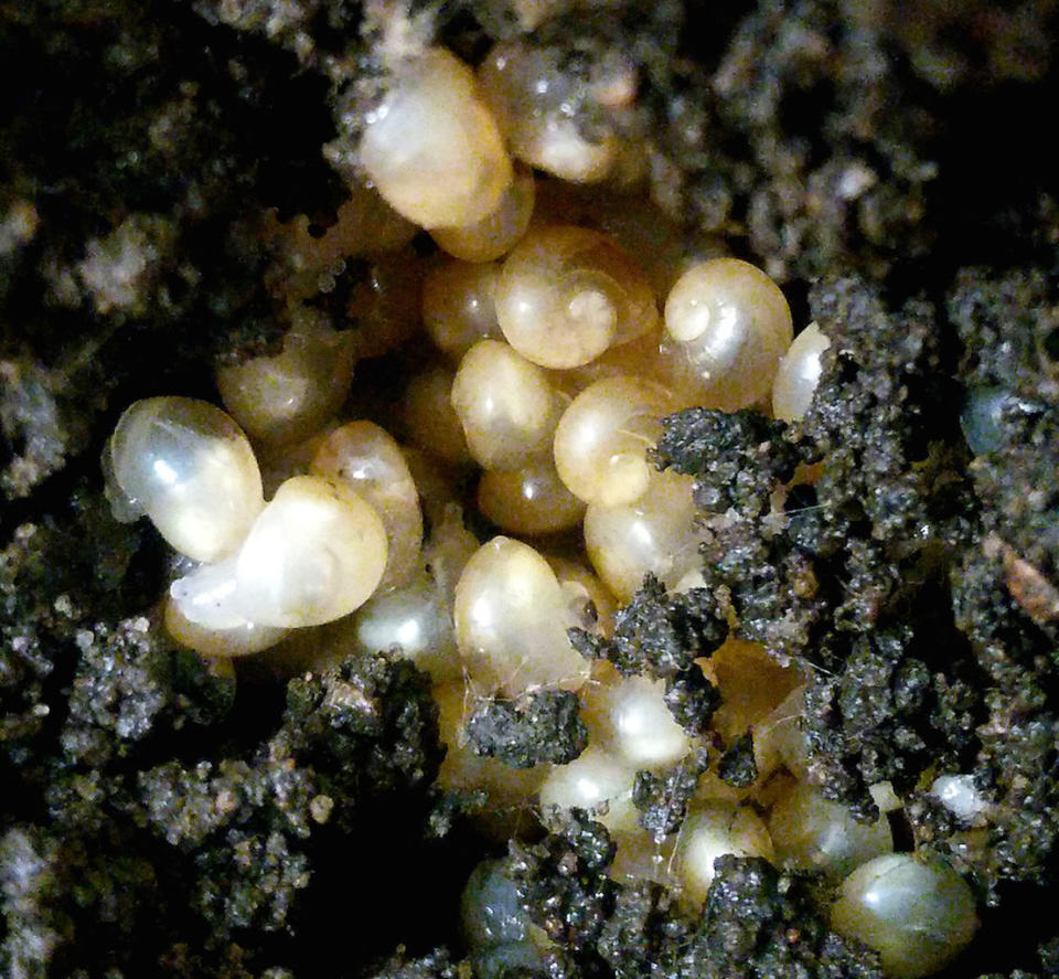 The offspring hatched out of the eggs about one week after they were laid. All of them had righty, or dextral-spiraling shells. <cite>Angus Davison/University of Nottingham</cite>