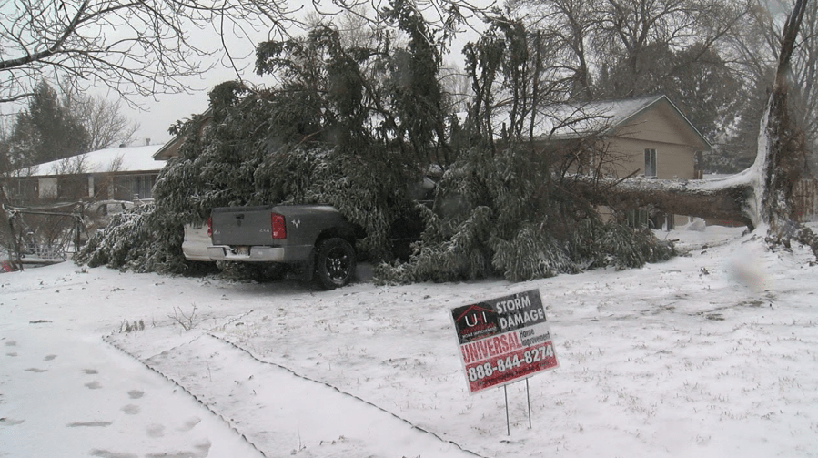 Tree falls on car during Bomb cyclone 2019