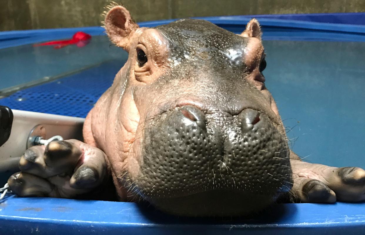 Fiona swims in her quarantine enclosure  - Courtesy Cincinnati Zoo & Botanical Gardens via AP