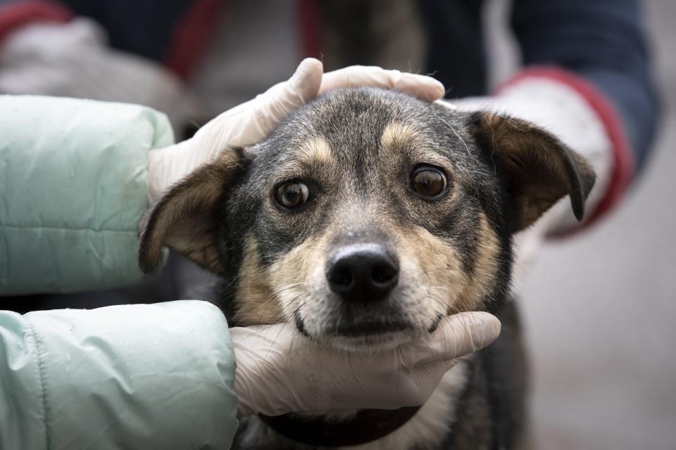 In this photo taken on Saturday, April 25, 2020, Alexandra Novatova, wearing gloves to protect from coronavirus, pets Barly, her new two year old mutt dog at her apartment building in Moscow, Russia. Alexandra Novatova opted to use a delivery service a big decision because she was ordering more than a pizza or a shipment of toilet paper. She got a dog brought to her door. With humans spending all day at home, it's an opportune period to find the time to acclimate a new dog and an online project is capitalizing on this to match shelter dogs with people. (AP Photo/Alexander Zemlianichenko)