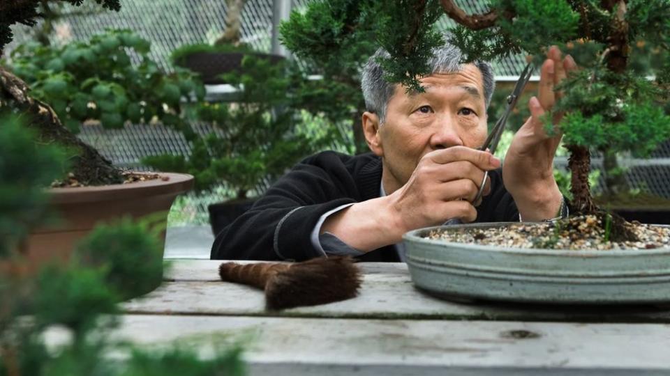 Hombre cortando una planta