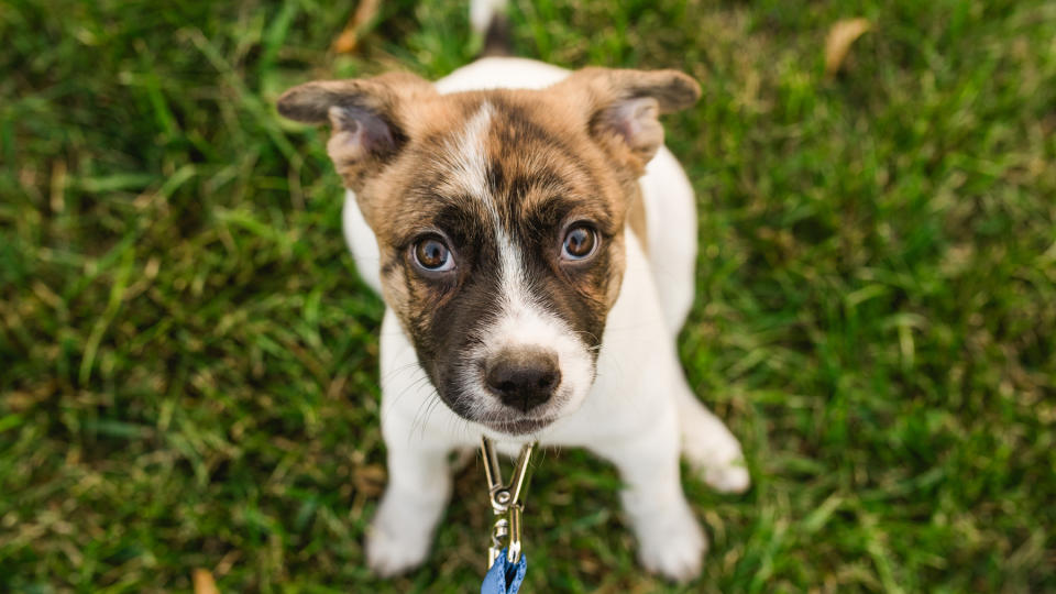Nervous puppy sitting down while attached to a leash looking up at camera