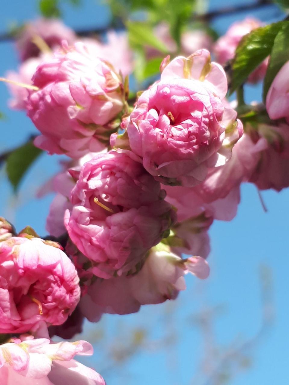 <p>With their fluffy abundance of petals, their colors of cream and pink, and their peak season in spring, peonies are a favorite for bridal bouquets.</p><p><strong>Bloom seasons</strong>: Spring and summer</p><p><a class="link " href="https://go.redirectingat.com?id=74968X1596630&url=https%3A%2F%2Fwww.homedepot.com%2Fp%2FVan-Zyverden-Peonies-Sarah-Bernhardt-Roots-Set-of-3-833031%2F301135436&sref=https%3A%2F%2Fwww.redbookmag.com%2Fhome%2Fg35661704%2Fbeautiful-flower-images%2F" rel="nofollow noopener" target="_blank" data-ylk="slk:SHOP PEONIES;elm:context_link;itc:0;sec:content-canvas">SHOP PEONIES</a></p>