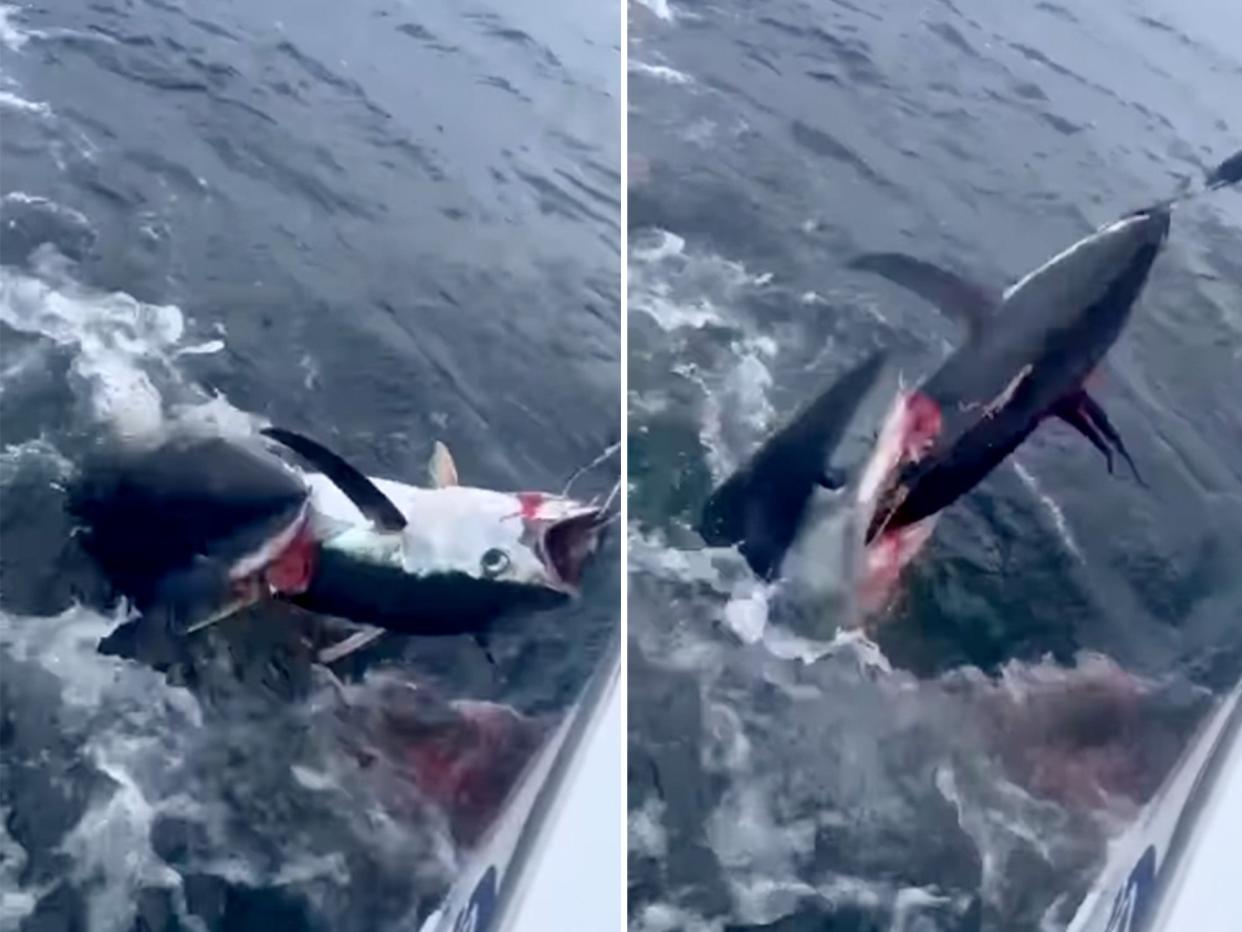 video mako thrashes tuna