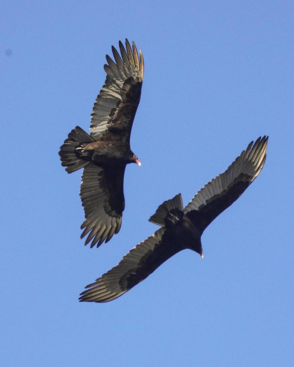 Vultures catch a thermal above the Morro Bay estuary, the 2024 Morro Bay Bird Festival is underway Jan 11, 2024.