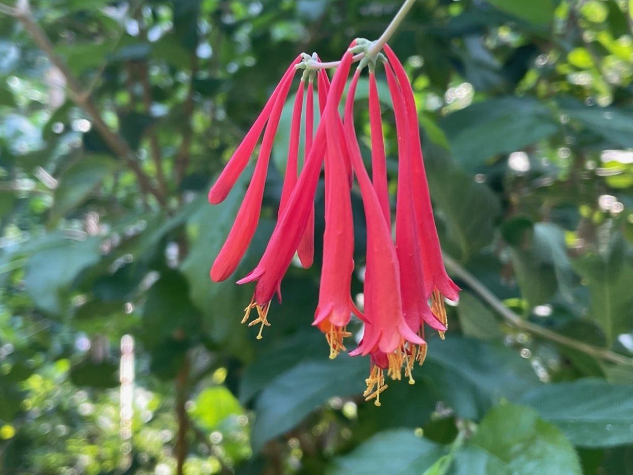 Coral honeysuckle won the 2023 Freeman Medal.