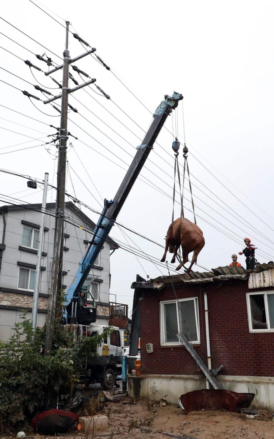 The cows were eventually lifted down by crane - STR/AFP