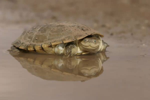 cute-turtles-and-tortoises-108__605