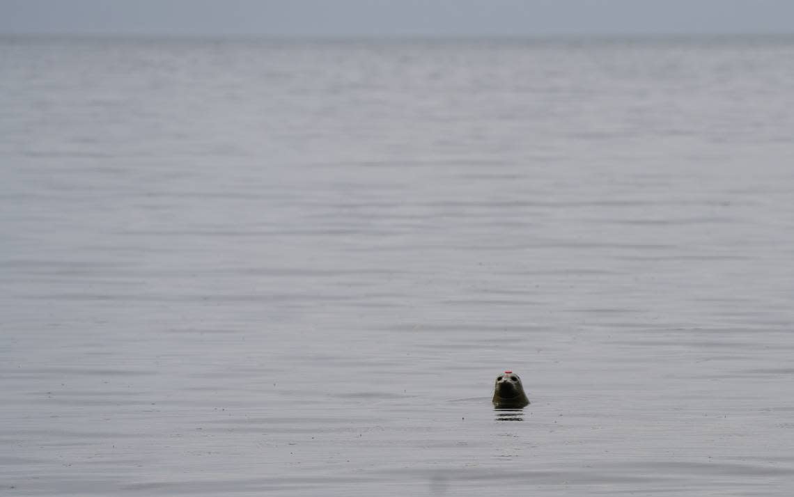 A rehabilitated three-month-old harbor seal was released at Larrabee State Park in Whatcom County on August 23, 2024. It was abandoned by its mother in June due to human interference at a beach in Point Roberts.