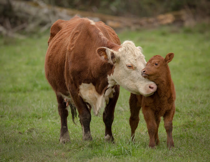 stock image of cows