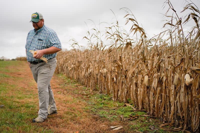 Paul Hodgen walks past corn crop to be harvested on his farm in Roachdale