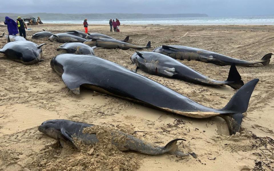 Last year a group of 55 pilot whales died on the Isle of Lewis in the Outer Hebrides