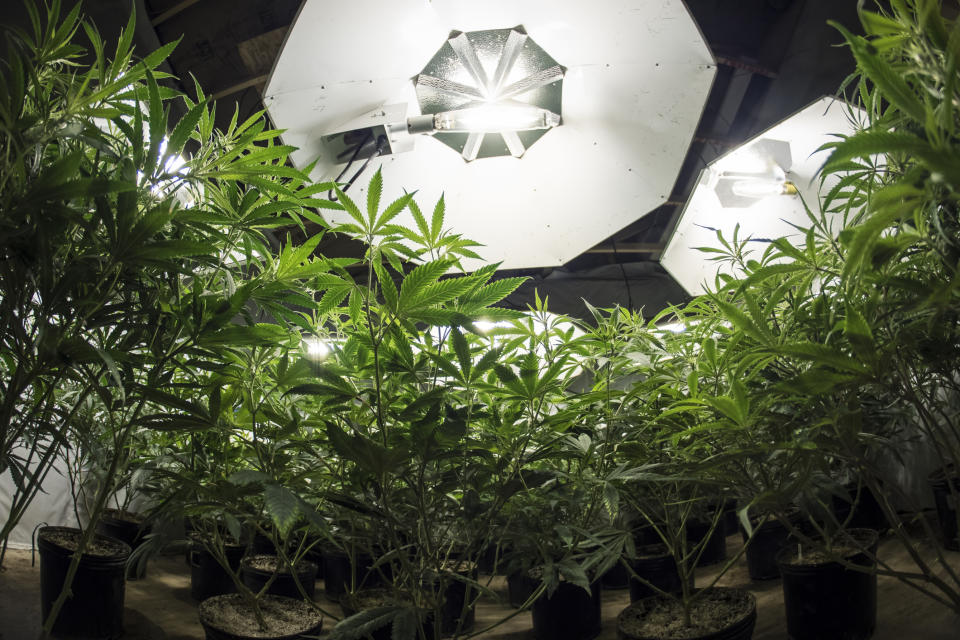 Potted cannabis plants growing under special lighting.