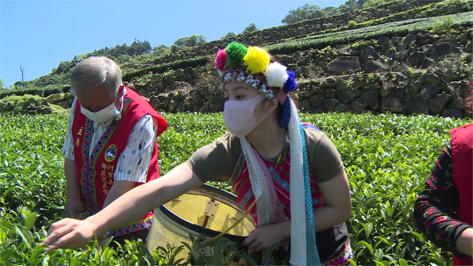 方莞靈回到家鄉採摘茶葉。圖／台視新聞
