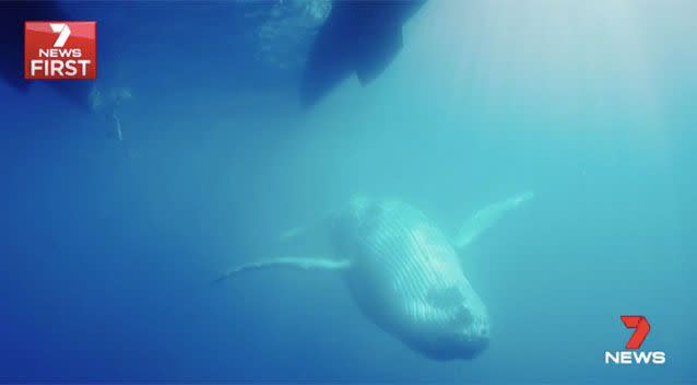 The whales came right up to the Barefoot vessel. Source: 7News