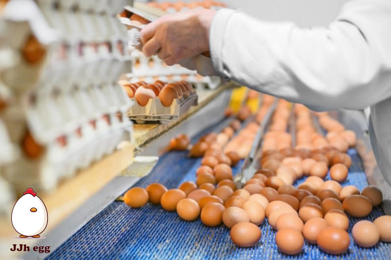 無抗養殖雞蛋推薦廠商生產線，圖片由幸福事蛋蛋提供