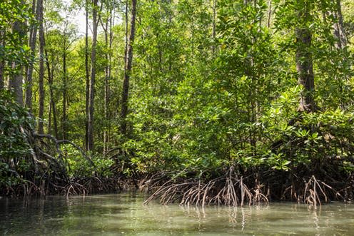 <span class="caption">Mangrove captures four times more carbon than a same area of rainforest.</span> <span class="attribution"><a class="link " href="https://www.shutterstock.com/image-photo/mangrove-forest-sabang-philippines-1350383429" rel="nofollow noopener" target="_blank" data-ylk="slk:By Annabell Mayke/Shutterstock;elm:context_link;itc:0;sec:content-canvas"> By Annabell Mayke/Shutterstock</a></span>