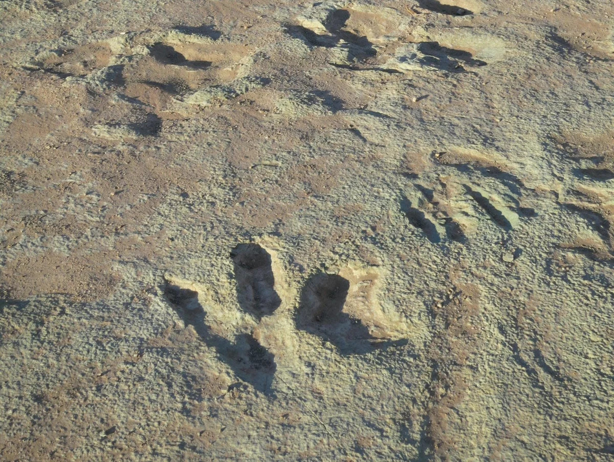 Paleontologists dismayed after 112-million-year-old dinosaur footprints were dam..