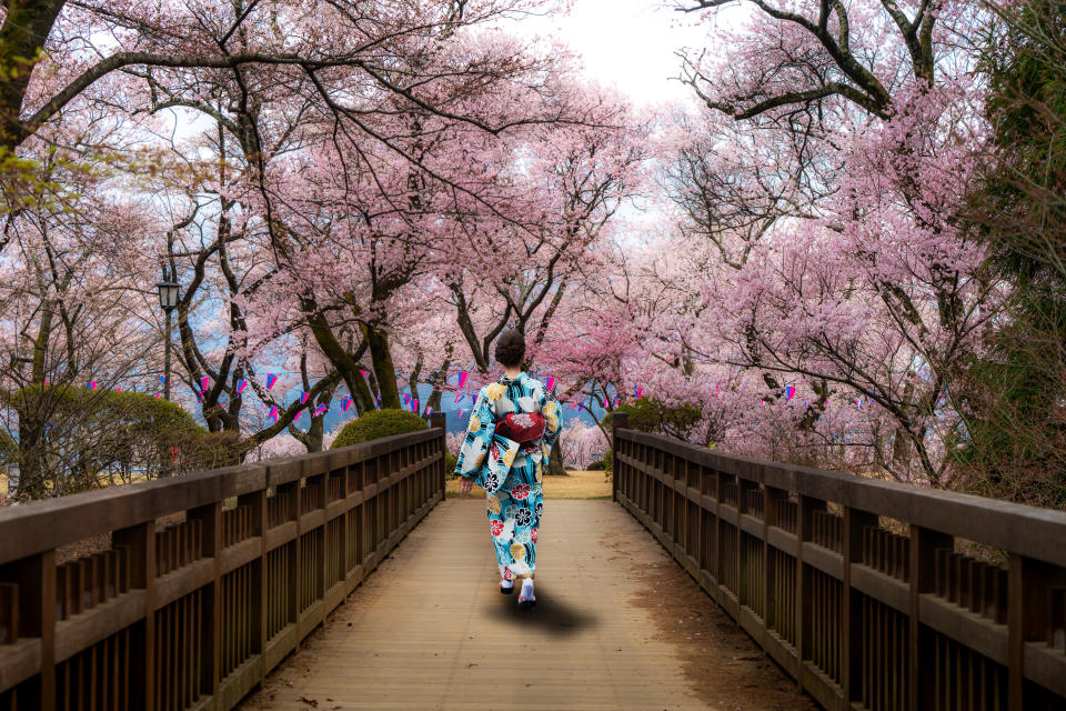 Asian women wearing traditional japanese kimono walking in flower garden with Cherry blossom  in background in spring season in Kyoto, Japan. Woman walking to sightseeing in Japan.