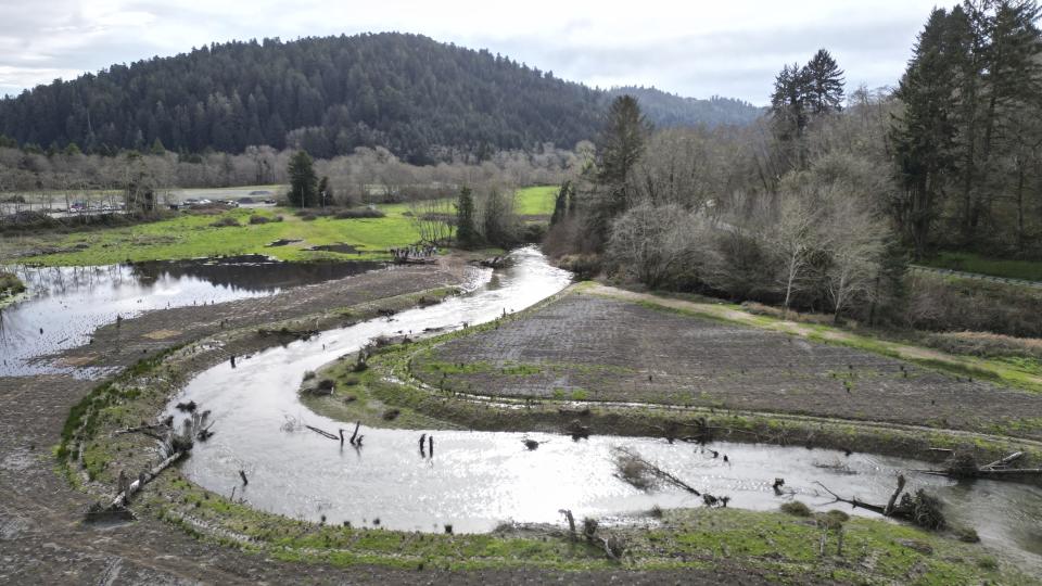 FILE - This drone photo taken Monday, Jan. 29, 2024, shows the site of a salmon restoration project at Prairie Creek, which runs from Redwood National and State Parks, Calif., and flows through land that will be returned to the Yurok Tribe. The tribe which lost 90 percent of its ancestral land during the Gold Rush in the mid-19th century, will get back a slice of its territory under an agreement signed Tuesday, March 19, 2024, with California and the National Park Service. This 125-acre parcel will be transferred to the Tribe in 2026. (AP Photo/Terry Chea, File)