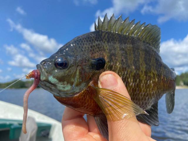 What Do Bluegill Eat?