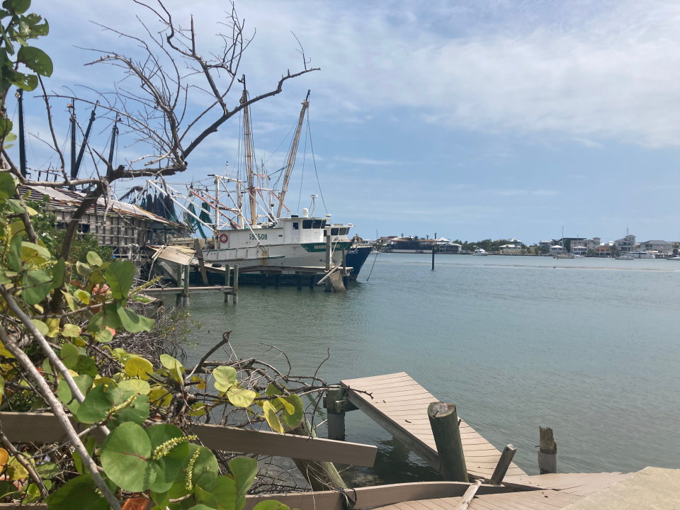 Sea grapes grow along the side of the boat ramp, the only functioning part left of the San Carlos Maritime Park, which was leased by Trico Shrimping Company. April 22, 2024.