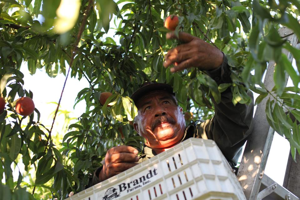 In this photo taken Friday, June 7, 2013, farmworker Dario Morales picks organic peaches at the Masumoto family orchard in Del Rey, Calif. The Masumotos, who farm 35 acres of peaches and nectarines, say that unlike corporate farming, the newly resurgent small-scale agriculture movement is transparent when it comes to its impact on farmworkers and the environment. (AP Photo/Gosia Wozniacka)