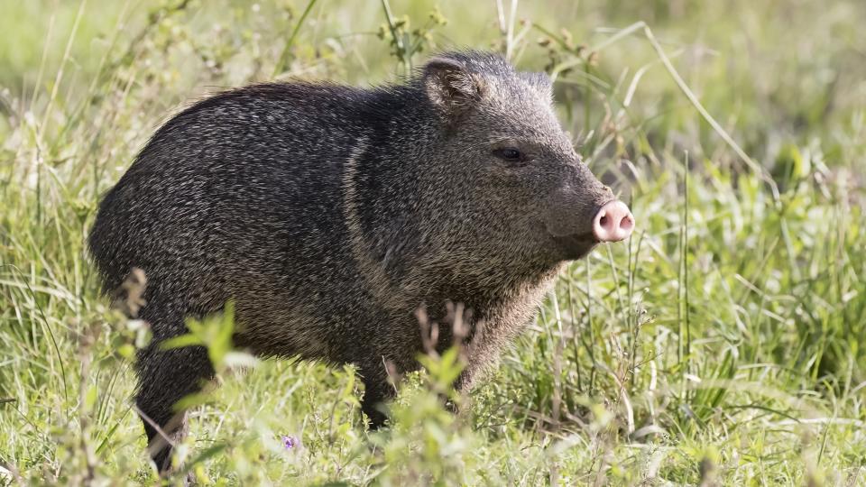 A javelina in the desert